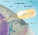 Gambar. Perbandingan ukuran sel eukariot-prokariot [http://fajerpc.magnet.fsu.edu]