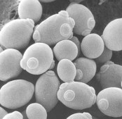 Gambar. Yeast, fungi mikroskopis [http://www.chemistryland.com]